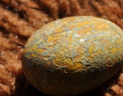孩子的玩具中出现一枚奇怪的石头，仔细端详发现是远古的化石